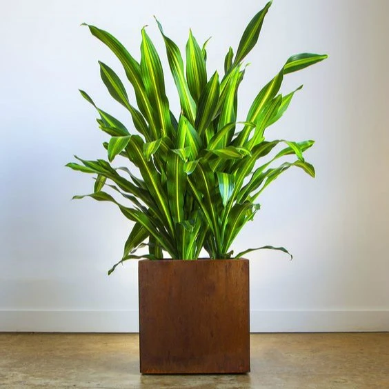 Vintage Rusty Planter